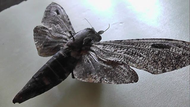ИЗ МИРА: 144. Xyleutes strix