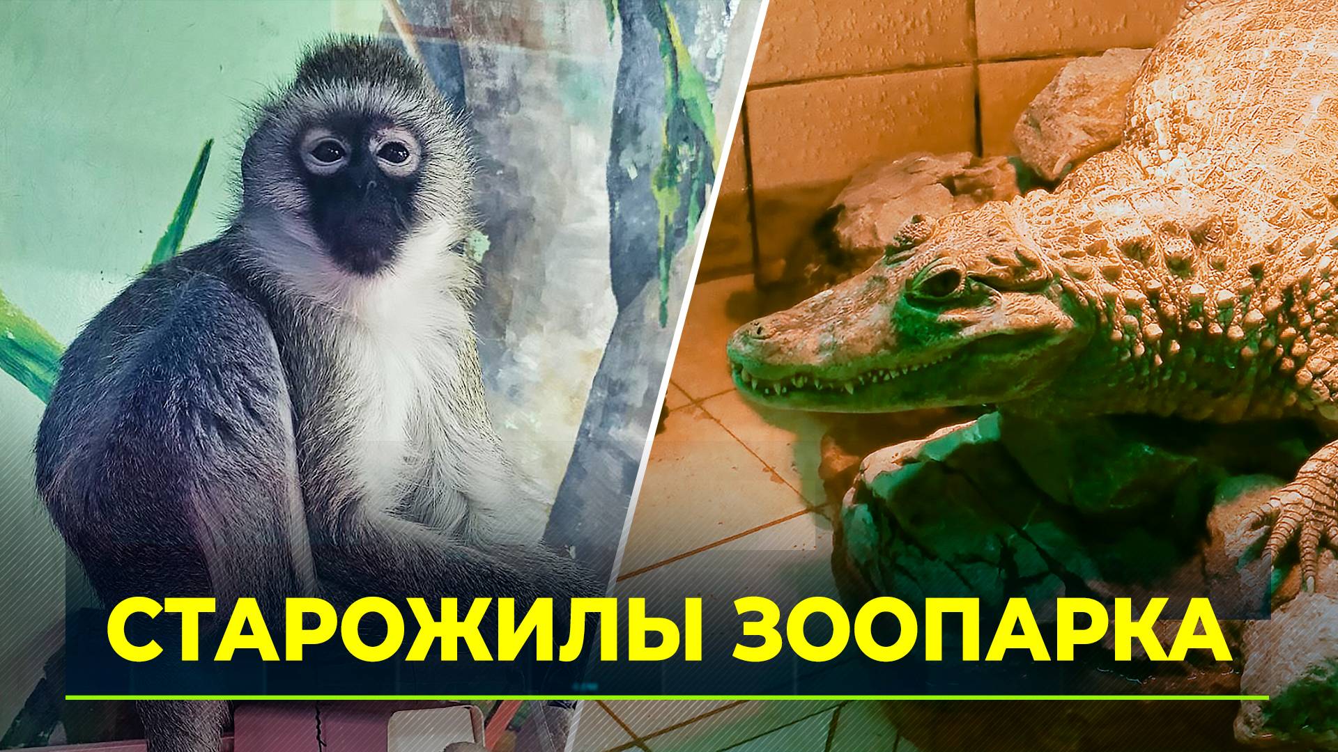 Питомцы самого северного зоопарка России отмечают солидный юбилей
