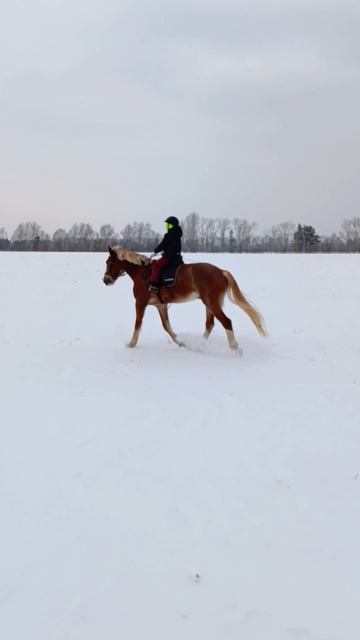 Лера на Каспере корабле, рысь в бескрайних снежных полях.  #horse, #каспер, #ксккаспер, #kskcasper