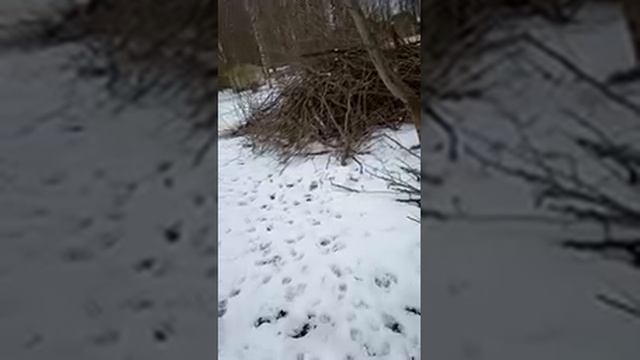 ЖКХ