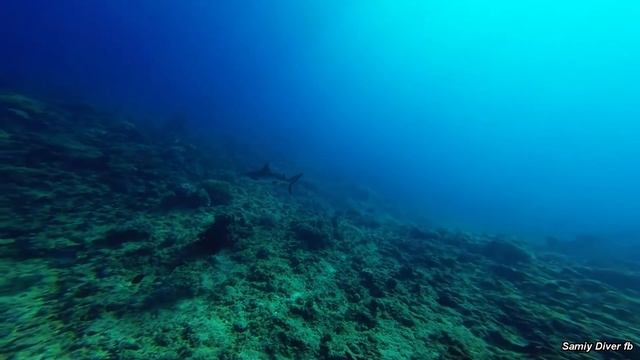 Leopard ray escorting a manta ray!