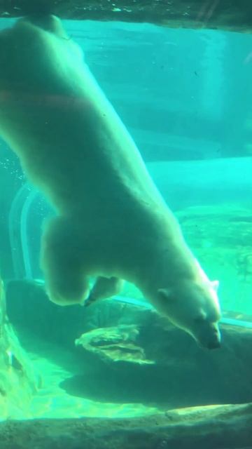 The polar bear at the Assiniboine Park Zoo