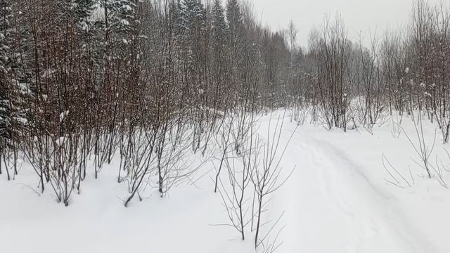 Прогулка с русскими-пегими. Гон по середине февраля! Небольшой обзор моего джипиэс ошейника