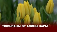 Тюльпаны от Алины Зары