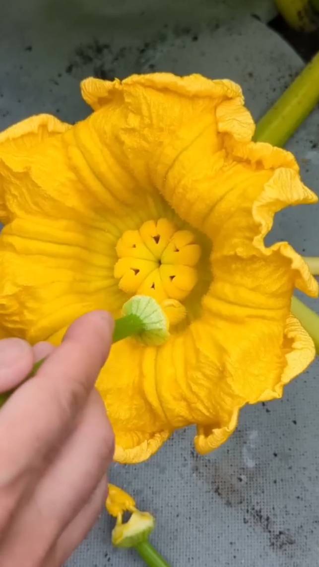 🎃Опыление гигантской тыквы! #shorts #garden #советы