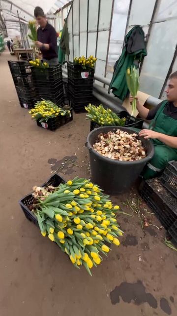 Свежие тюльпаны разных цветов