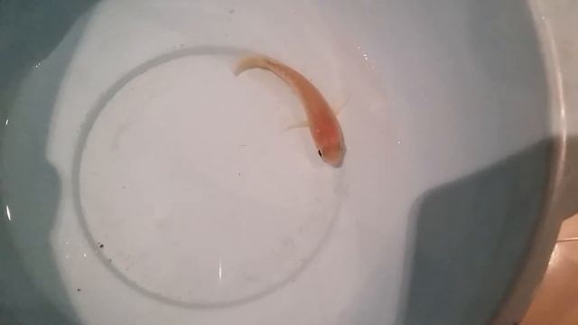 Tiny Baby Fish Climbing gourami