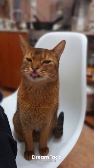 😸😸🙀🙀.mp4