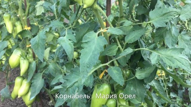 Помидоры и капуста из профессиональных семян  Опыт клиентов