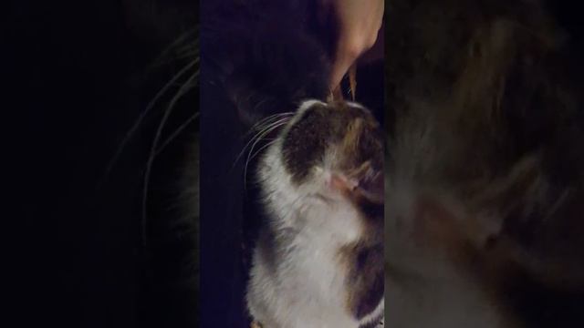 кошка вылизывает спящего кота