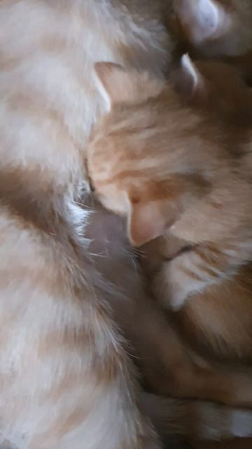РЫЖИЕ КОТЯТКИ 1 МЕСЯЦ