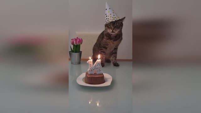 🤣🤣🤣 СМЕШНЫЕ ЖИВОТНЫЕ ЛУЧШИЕ ПРИКОЛЫ С КОТАМИ, СОБАКАМИ, ЖИВОТНЫЕ, СМЕШНЫЕ ВИДЕО