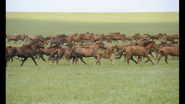 Les mustangs sont en grand danger