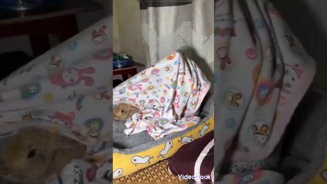 масленица