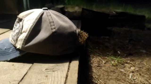Самое милое видео))) Ёж забрался в кепку и так с ней и убежал #лето #ежики #правдажизни