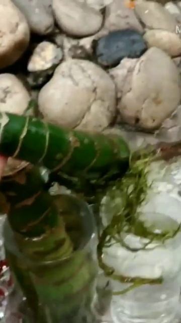 Dieffenbachia plant#How to grow dieffenbachia plant by cutting #Dumb cane#part 1