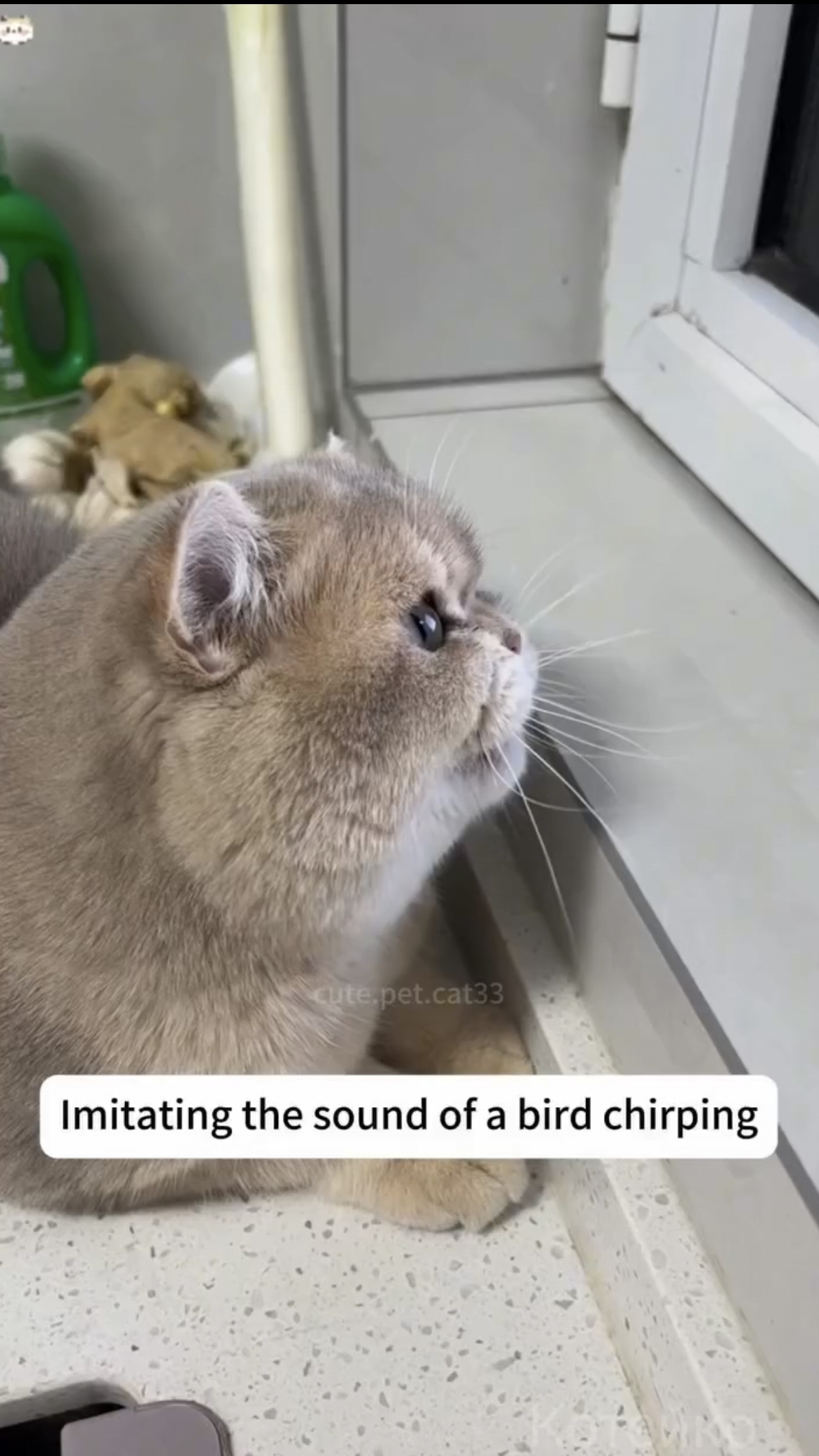 Коты подражатели