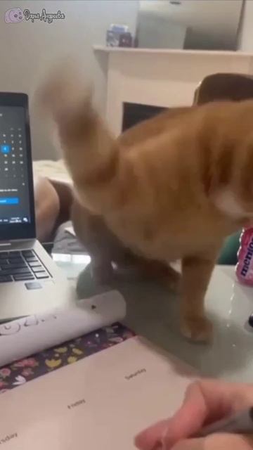 понедельник.mp4