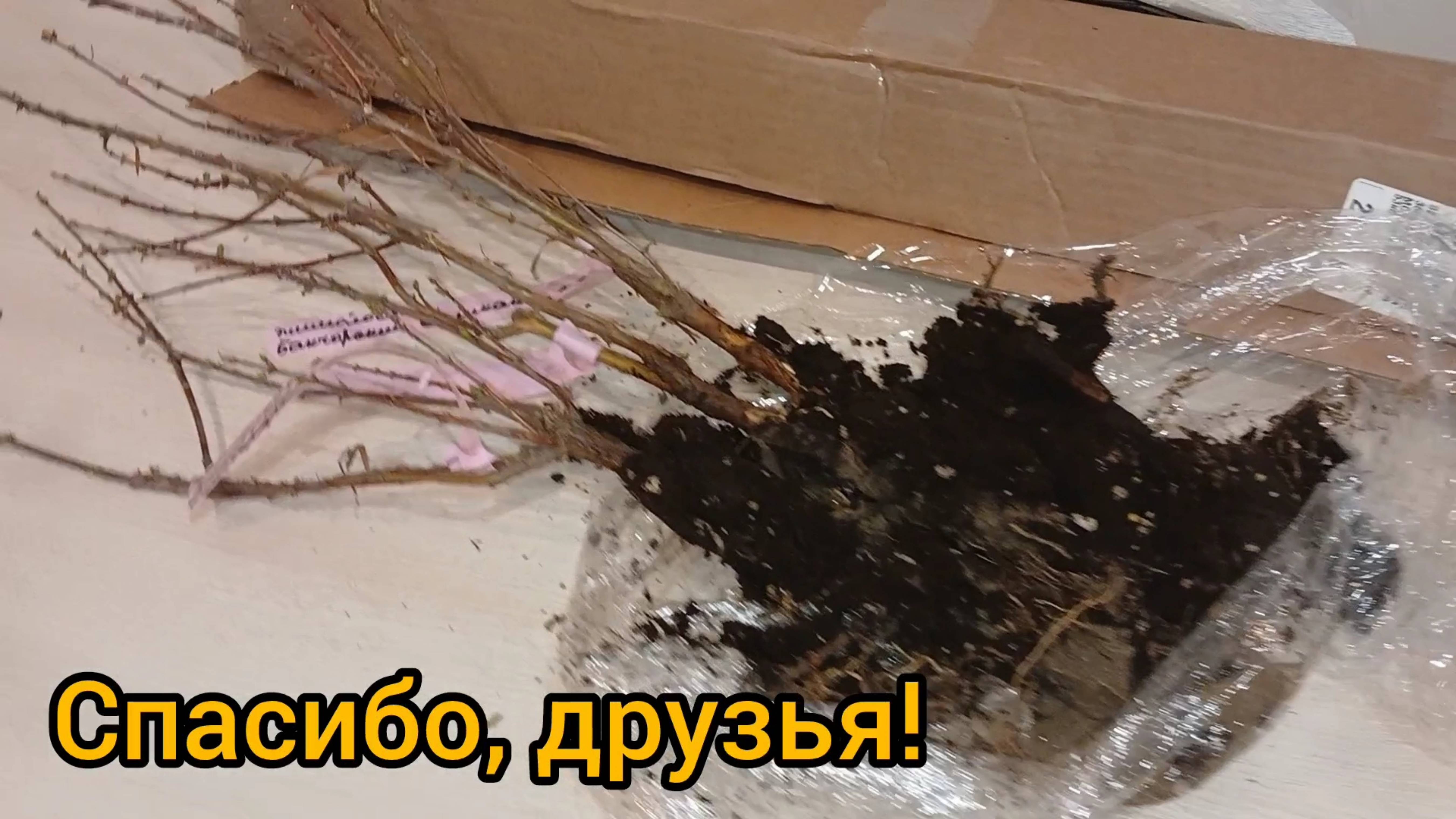 Посадка саженцев с ОКС в марте, чтобы сохранить до мая