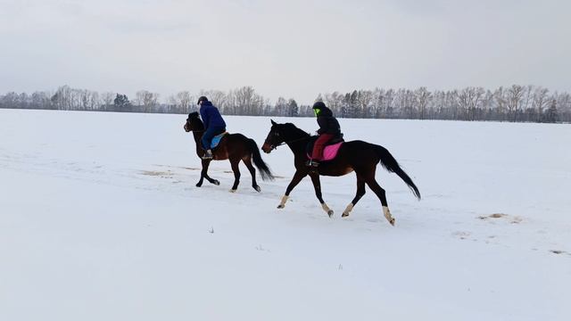 Лера на Флейте обходит Аквилона со Светланой, #horse, #флейта, #аквилон, #ксккаспер, #kskcasper