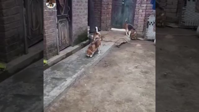 Dog business शुरू करे इतने सस्ते में | near heat Pug female || kci registered beagle for sale