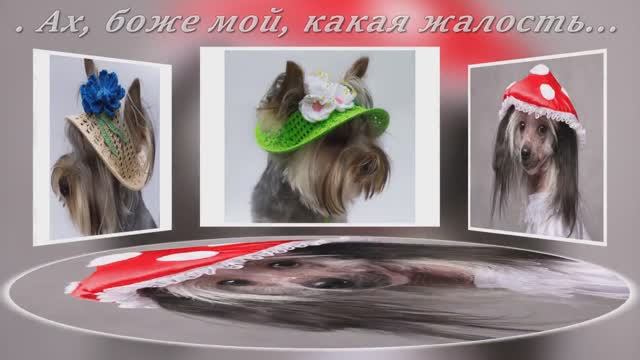 Ах, боже мой, какая жалость.  Зоя Ященко