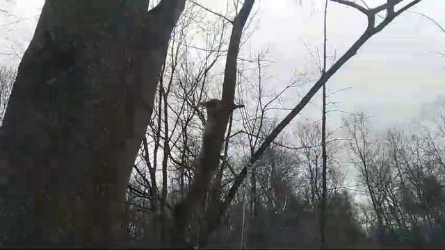 Кормушка два Бельчонка