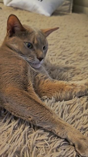Мягкий пухленький животик #котик