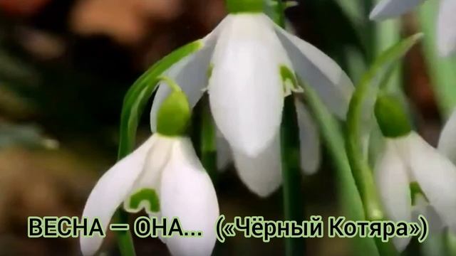 Весна — она... («Чёрный Котяра»)