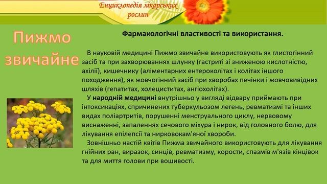 Пижмо звичайне