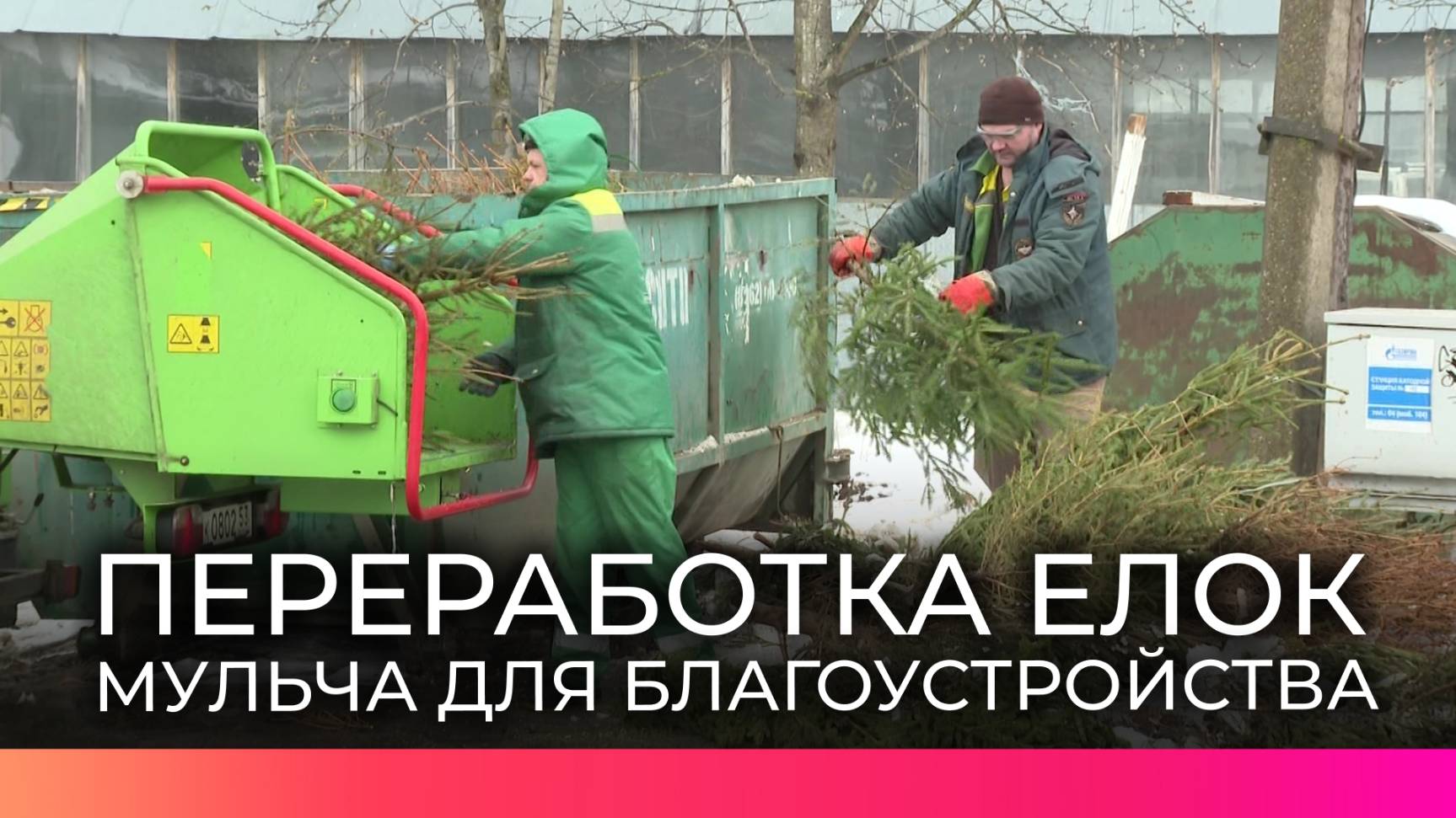 Новогодние елки новгородцев пойдут на подсыпку молодых деревьев в парках Великого Новгорода