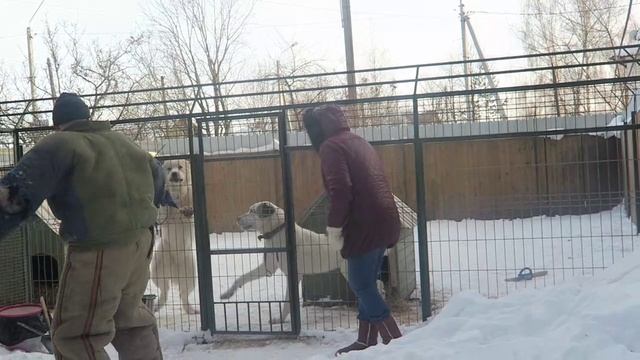 Ты что, он свой, не лай! Взрослая алабайка учит молодую секретам жизни.#смешныесобаки #туркменкала