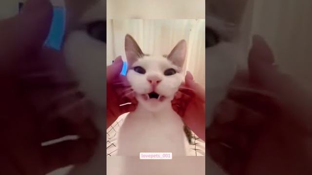 Смешные котики часть 2