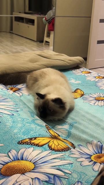 Невская маскарадная кошка 🐈🥰Охотится за рукой 😂#cat#catsofworld#cute#meow#beautifulcat#пушистики