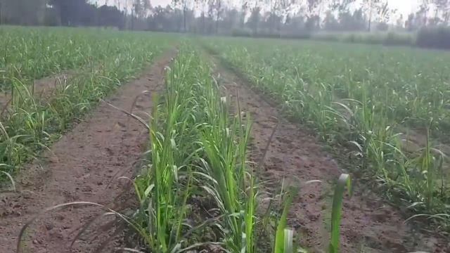 डबल रो गन्ने की टेंच पलानटिग कैसे करें। double row trench planting of sugarcane