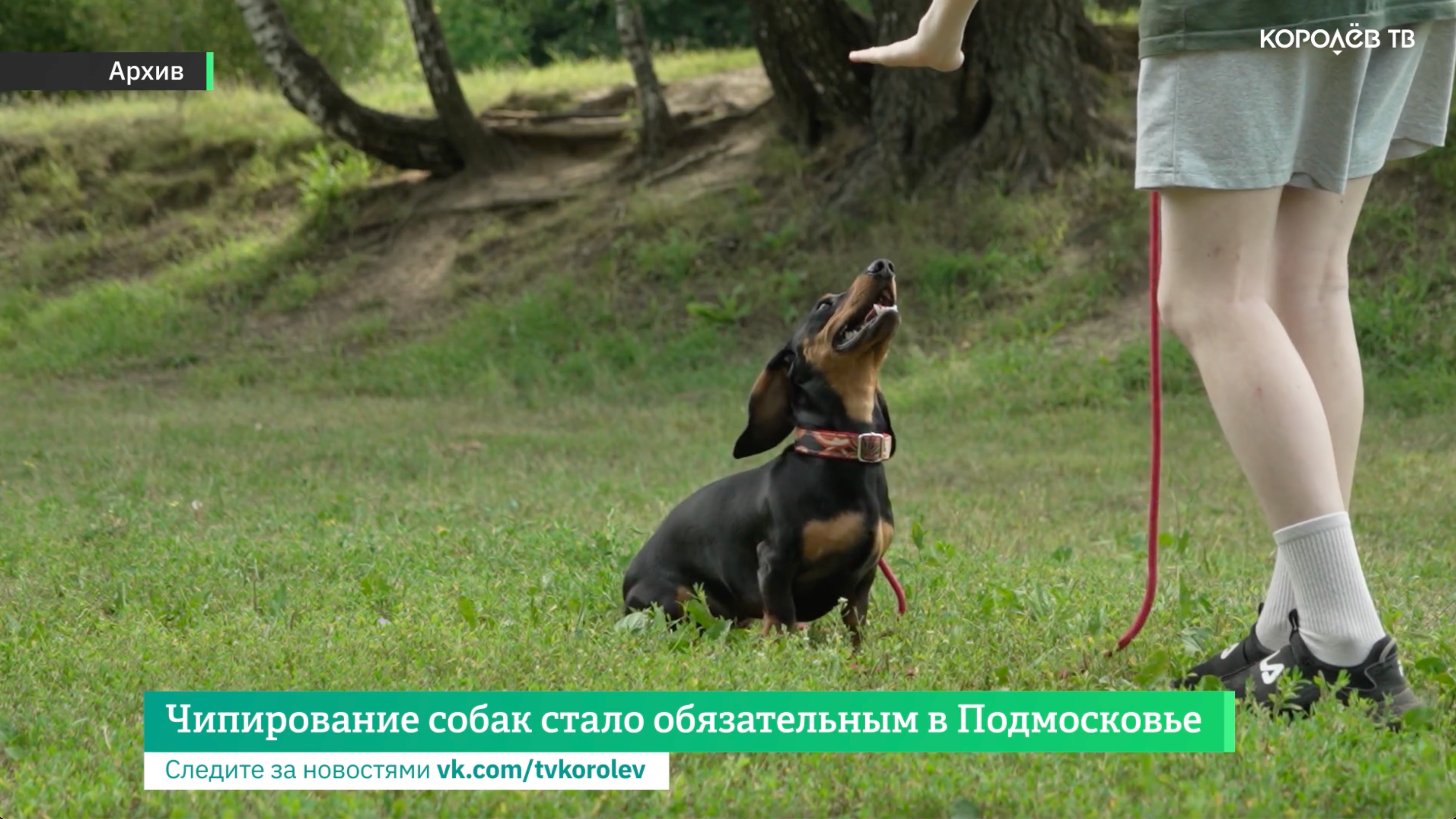 Чипирование собак стало обязательным в Подмосковье