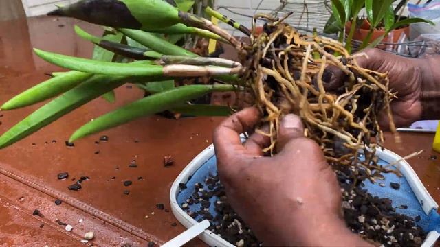 AN ORCHID A DAY EPISODE 525   HOW TO STOP BLACK ROT AND SAVE YOUR ORCHID   #blackrot #dragonsblood