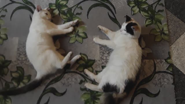 Ленивая Драка кошек