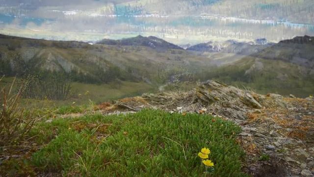 Between the Trees and the Tundra