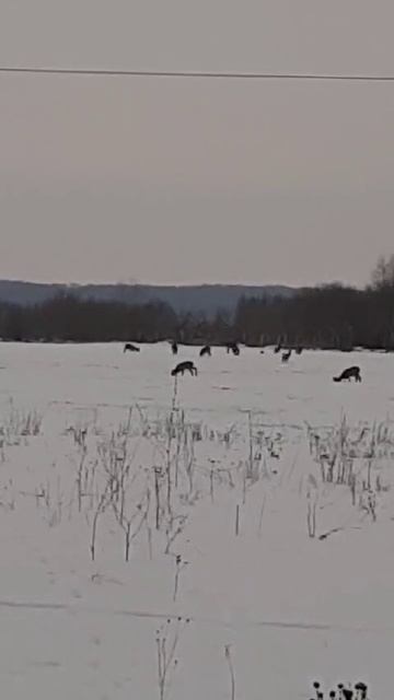 Косули вдоль дороги
