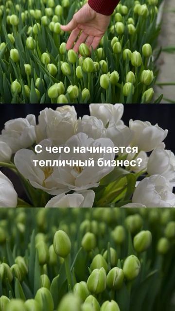 С чего начинается тепличный бизнес?