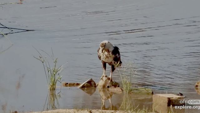 Красавчик природой любуется