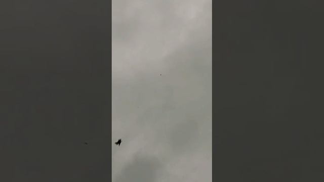 Хищник атакует голубя