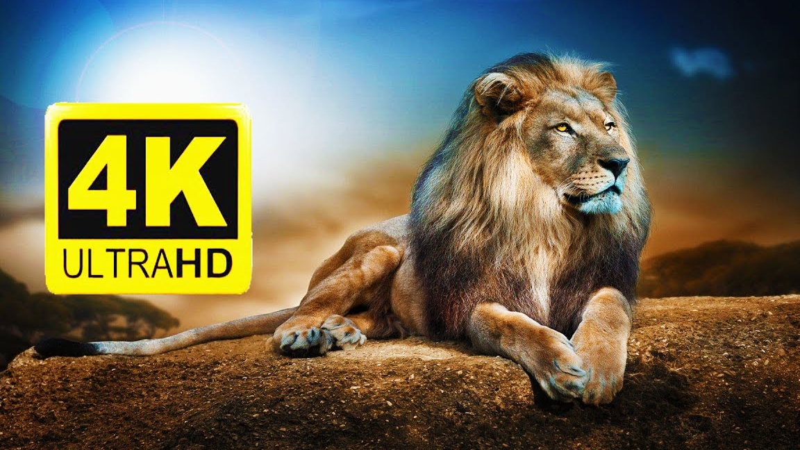 4k ultra HD lion ( на диком природе)
