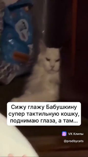 Котик