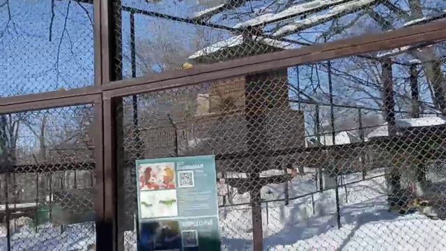 ВЕСЕННЕЕ ПЕНИЕ ПТИЦ ЛЕЧИТ ДУШУ