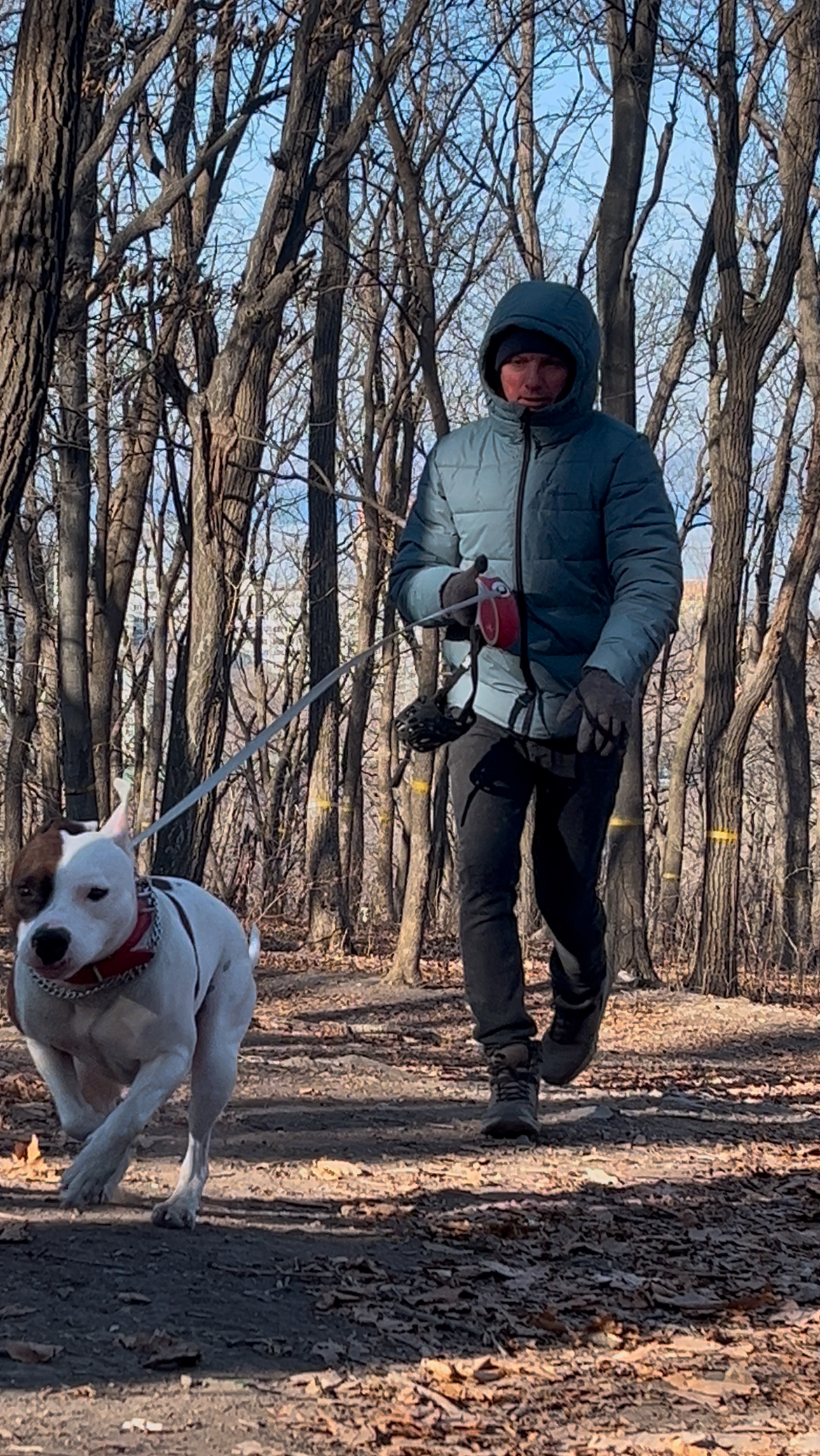 Гуляем 😉 #амстафф #стафф #собака #dog #питбуль