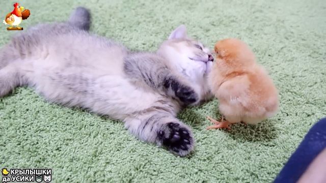 Утята и Цыплята - Кошки и котята (228) Хвостики да Усики ❣️🐈🐤