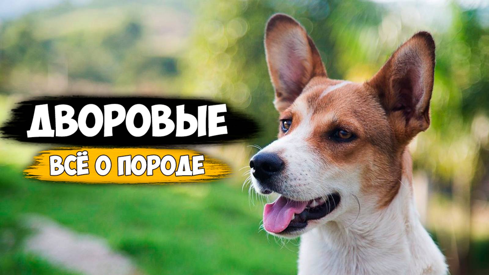 Дворняги - все о породе собак