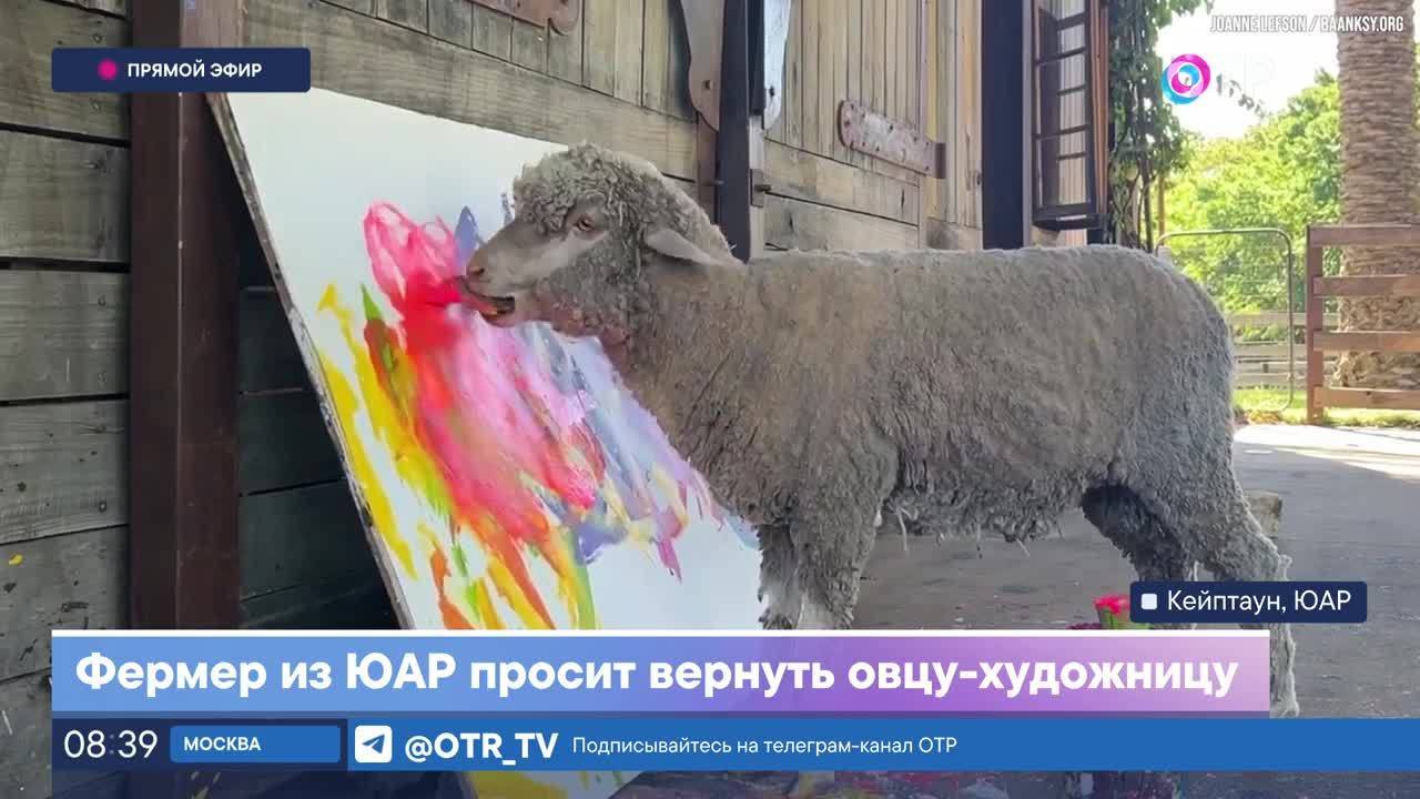 Фермер из ЮАР просит вернуть овцу-художницу